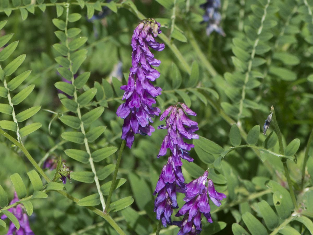 Vicia cracca